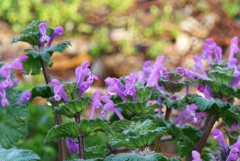 P1200524　春の野の花