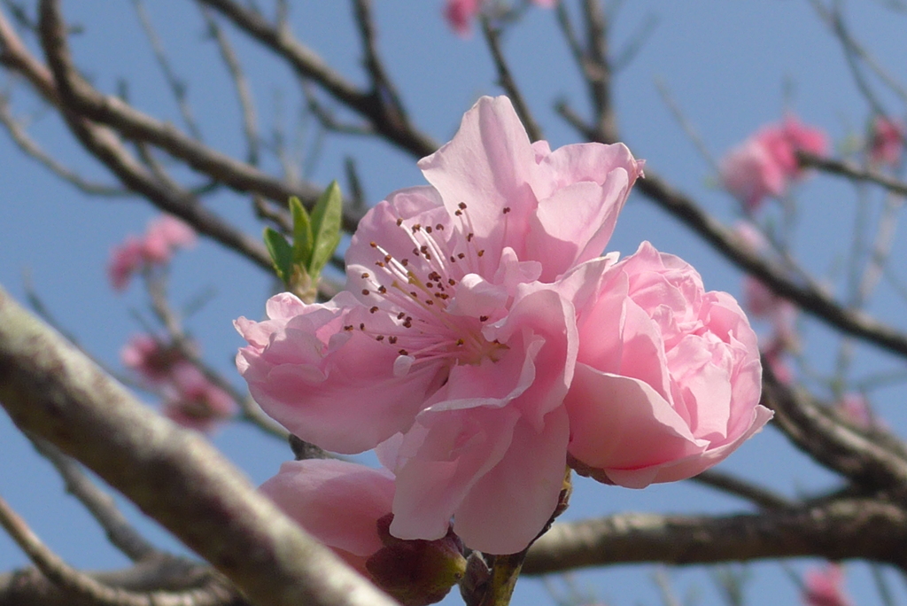 P1210349　気立ての良さ（花言葉）