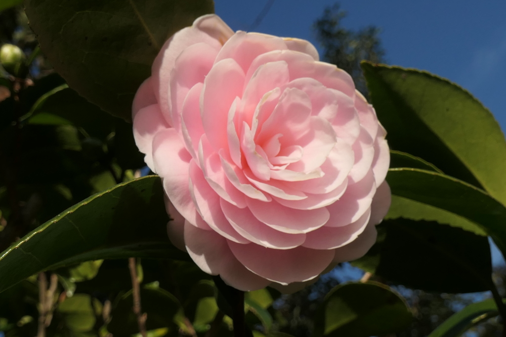 P1000296　愛らしく