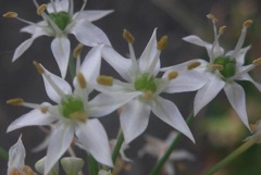 P1240433　ニラの花