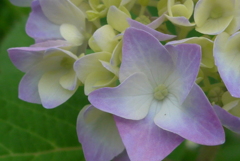 P1090523　あじさい