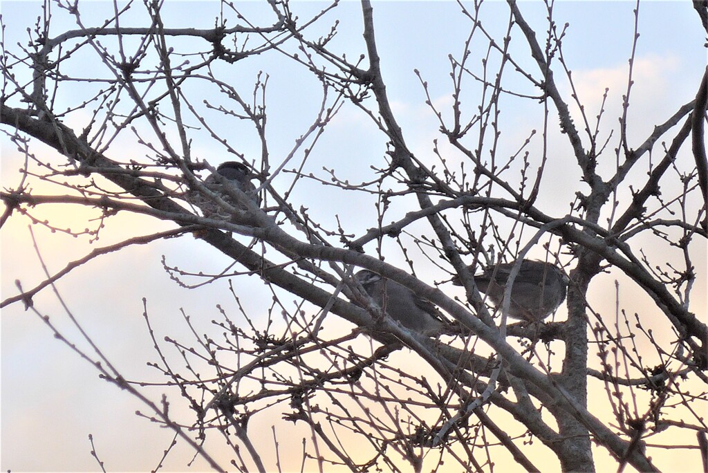 P1250807 (2)　冬木立と小鳥