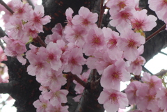 P1370543　河津桜