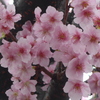 P1370543　河津桜