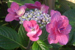 P1230241　あじさい