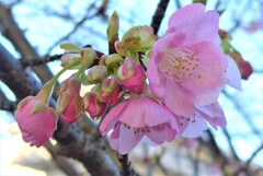 P1250872 (2)　河津桜