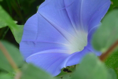 P1390014　アサガオ
