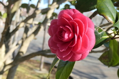 P1000674　ツバキ