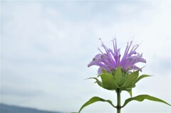 R0352704 (2)　空と