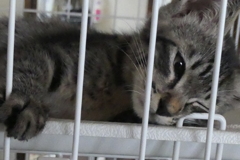 P1080585　家族になりました