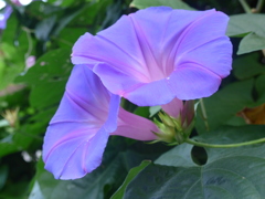 ヘブンリーブルー（西洋朝顔）