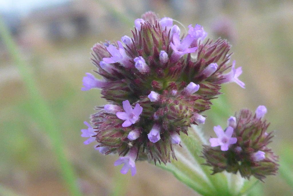 P1230397　野の花
