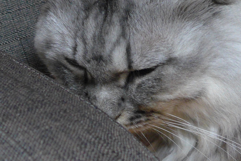 P1120847　ねむりねこ