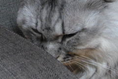 P1120847　ねむりねこ