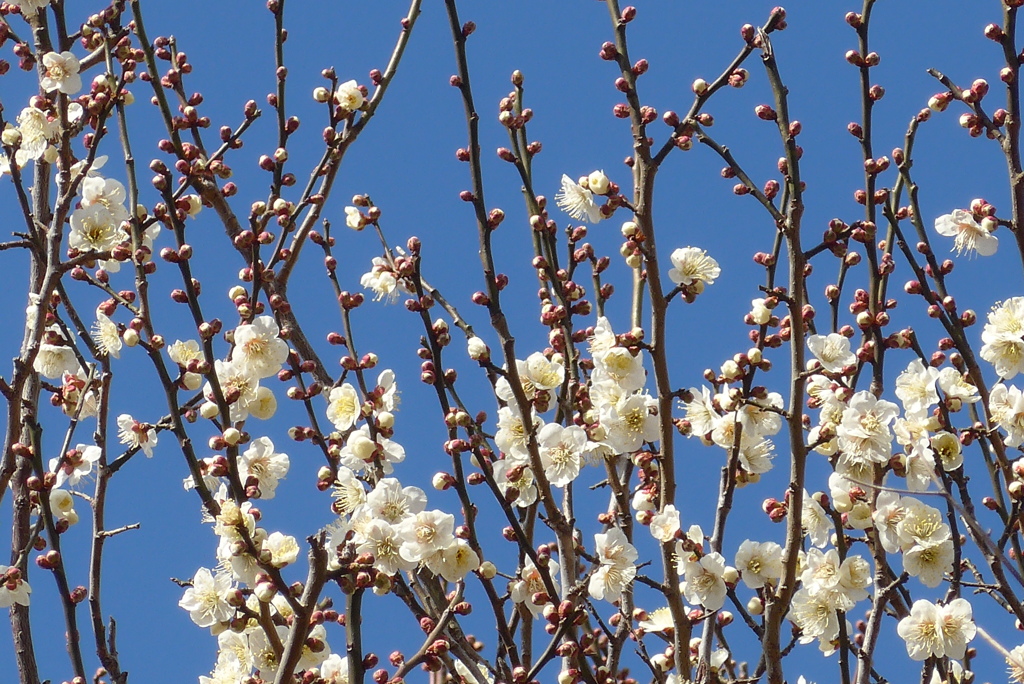 P1290327　白梅