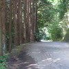 P1340008　杉並木