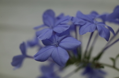 R0354147　ルリマツリ