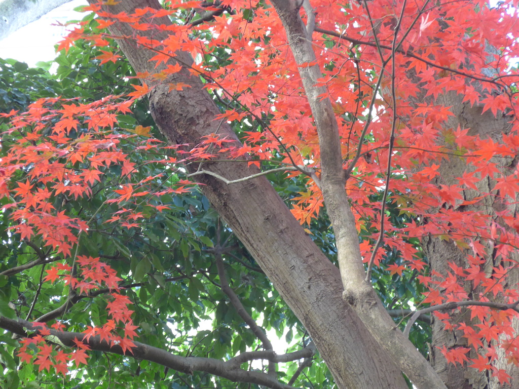 紅葉