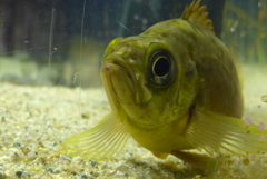 P1090650　水族館にて