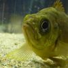 P1090650　水族館にて