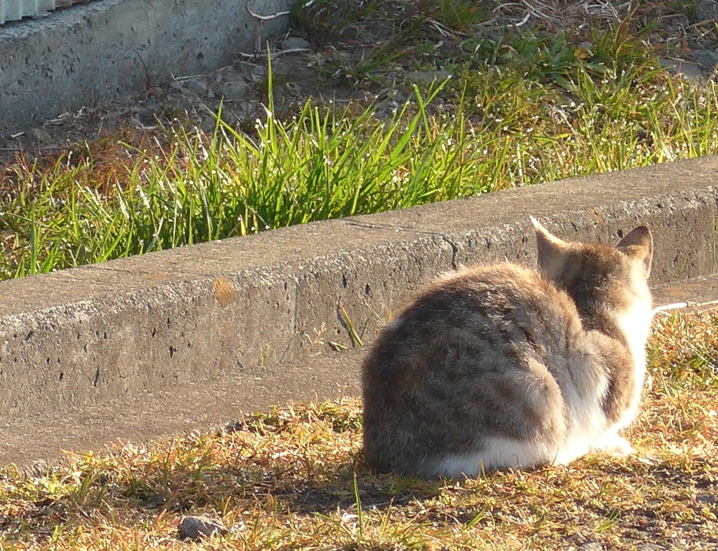 P1070460　朝日に…