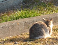 P1070460　朝日に…