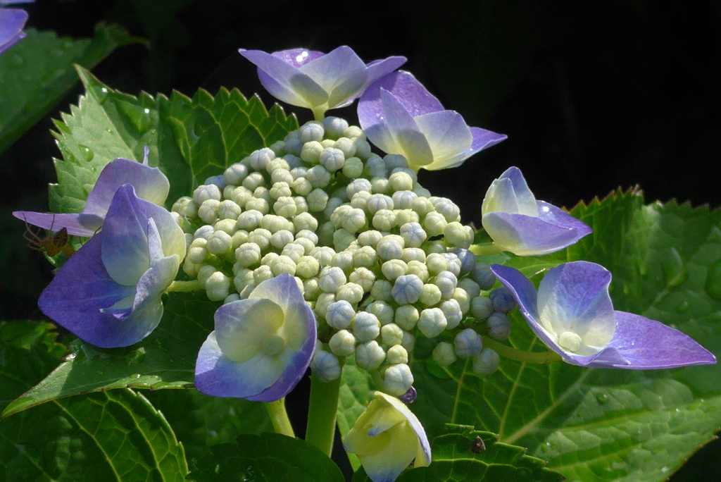 P1090851　陽光に…