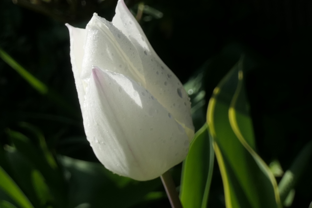 P1079871　チューリップ