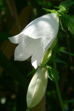 P1300430　木漏れ日に