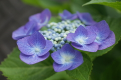 R0353965　紫陽花