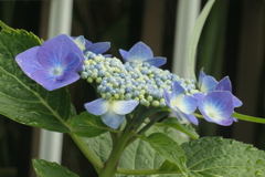 P1080310　紫陽花