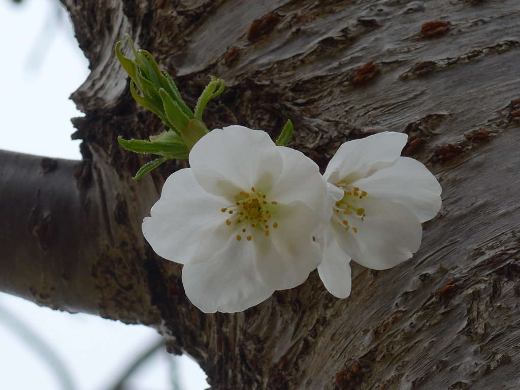 P1140321 (2)　寄り添って…