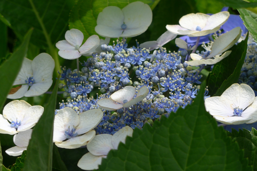 P1230574　あじさい