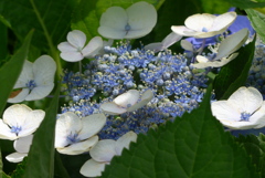 P1230574　あじさい