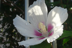 P1330951　朝の光に