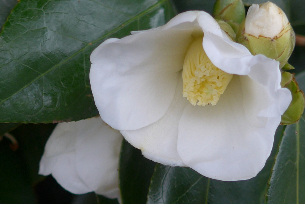 P1390366　つばき