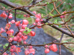 P1130825　雨の日の木瓜