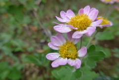 P1310804　小菊