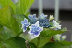 R0352465　コンペイトウ