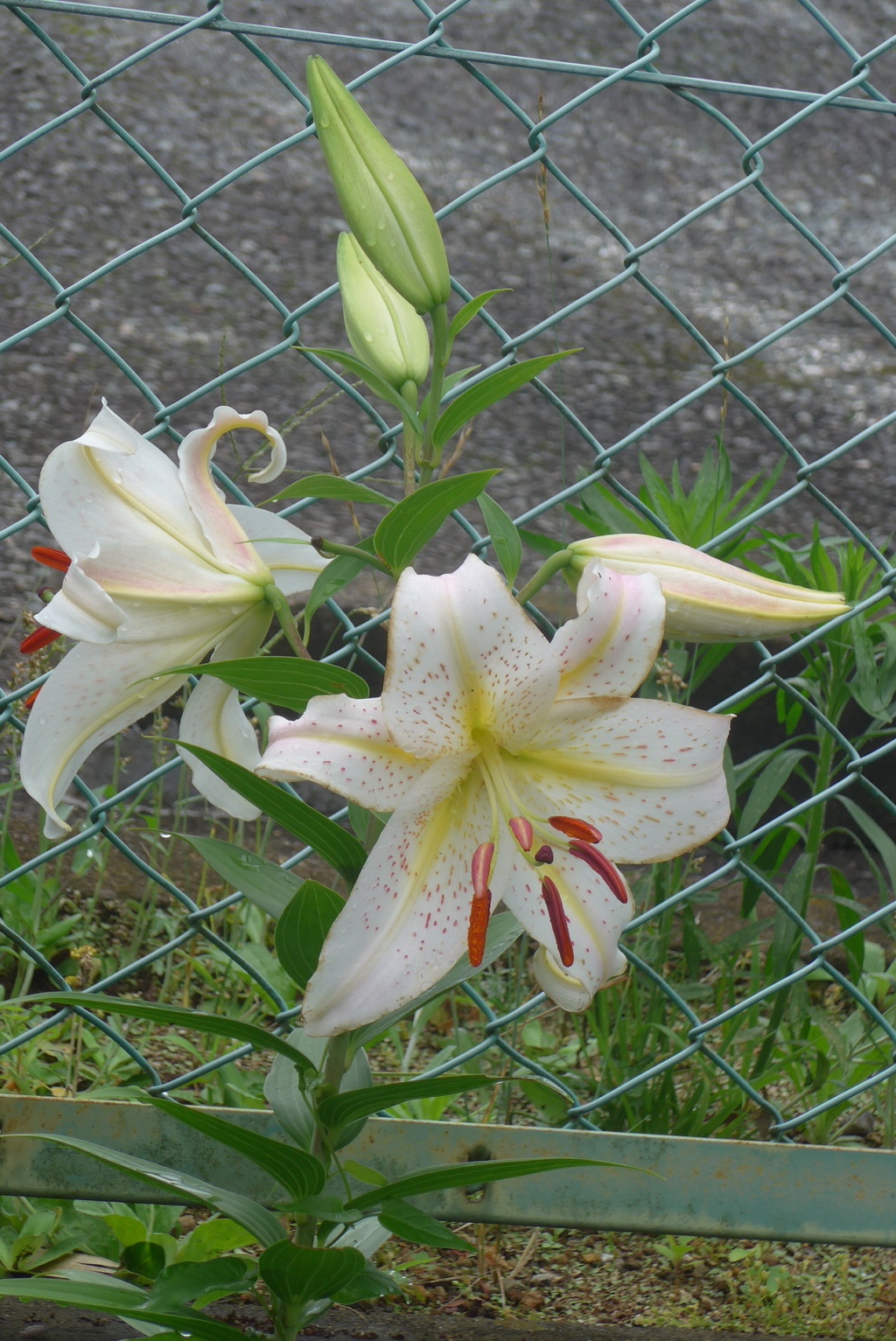 P1270933　やまゆり