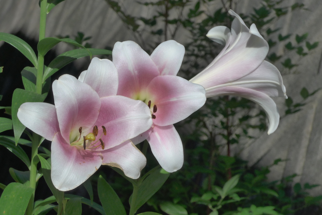 P1230465　やさしい