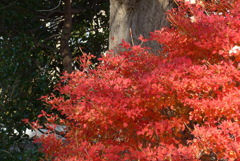 P1190399　紅葉