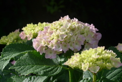 P1270524　あじさい