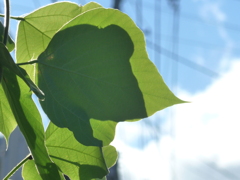 P1170416　朝の光に…