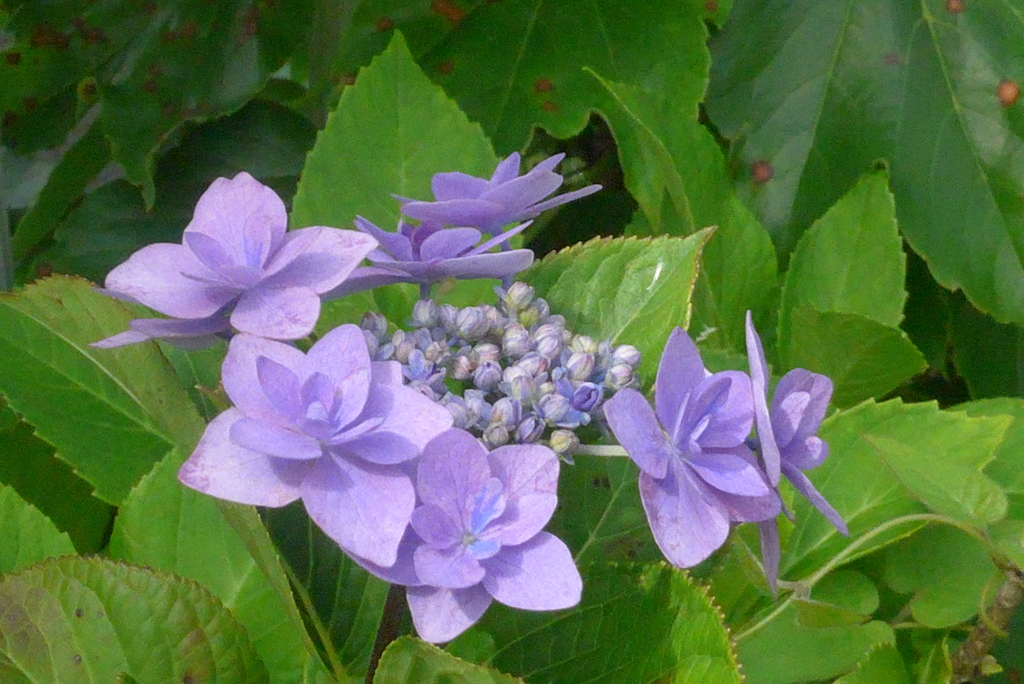 P1230343　あじさい