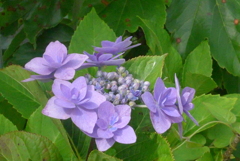 P1230343　あじさい