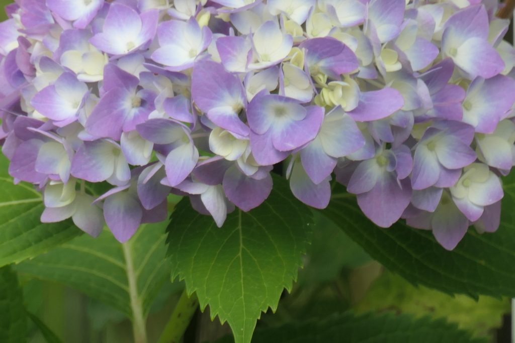 P1080266　紫陽花