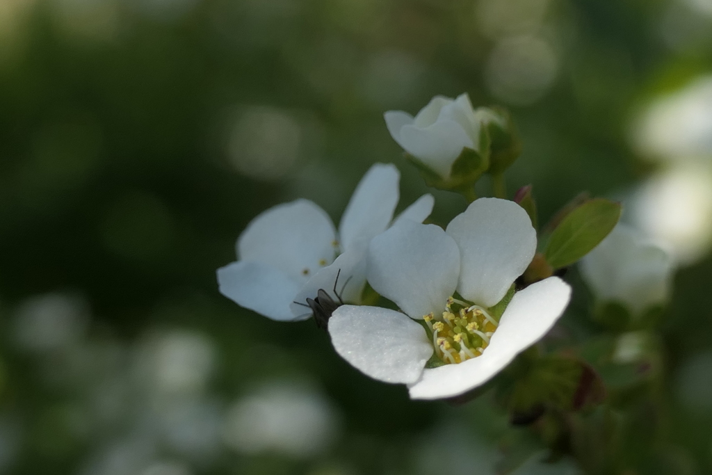 P1000961　ユキヤナギ