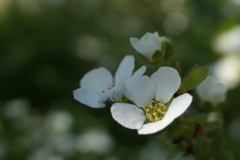 P1000961　ユキヤナギ