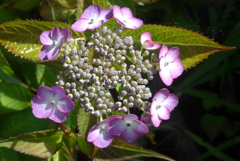 P1090737　ヤマアジサイ